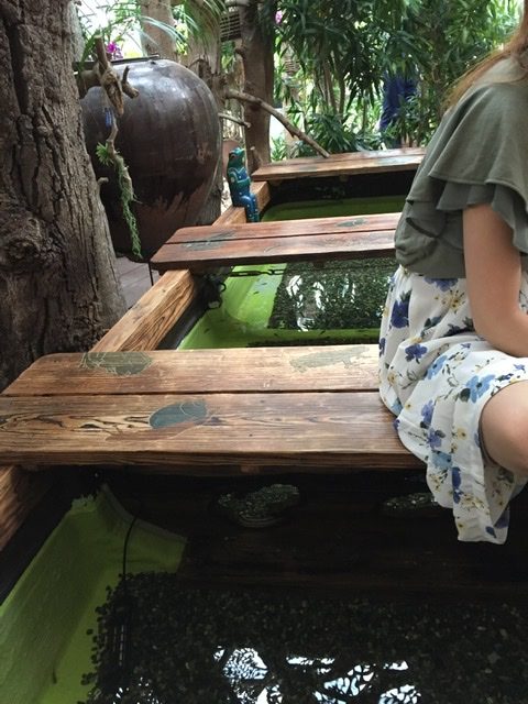 ビオスの丘　ドクターフィッシュ