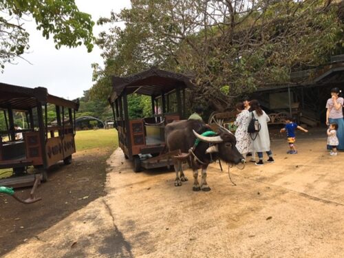 ビオスの丘　水牛