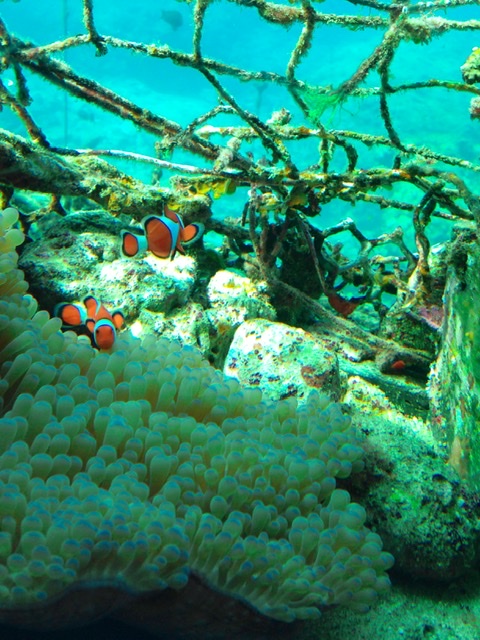 ブセナ海中公園　海中展望塔