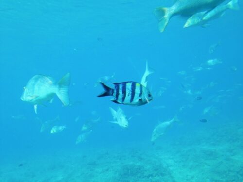 ブセナ海中公園　海中展望塔