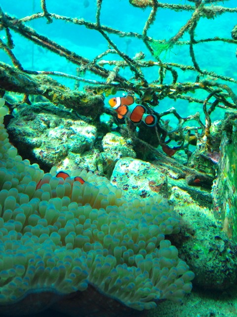 ブセナ海中公園　海中展望塔