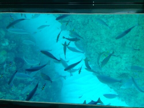 ブセナ海中公園　グラスボート