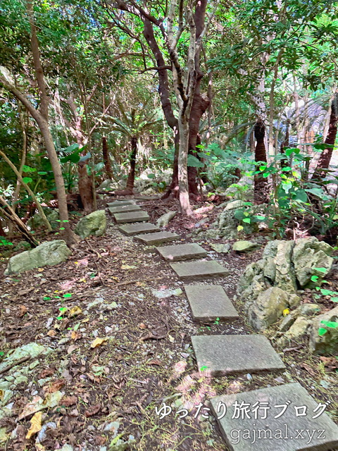 大石林山  ガジュマル