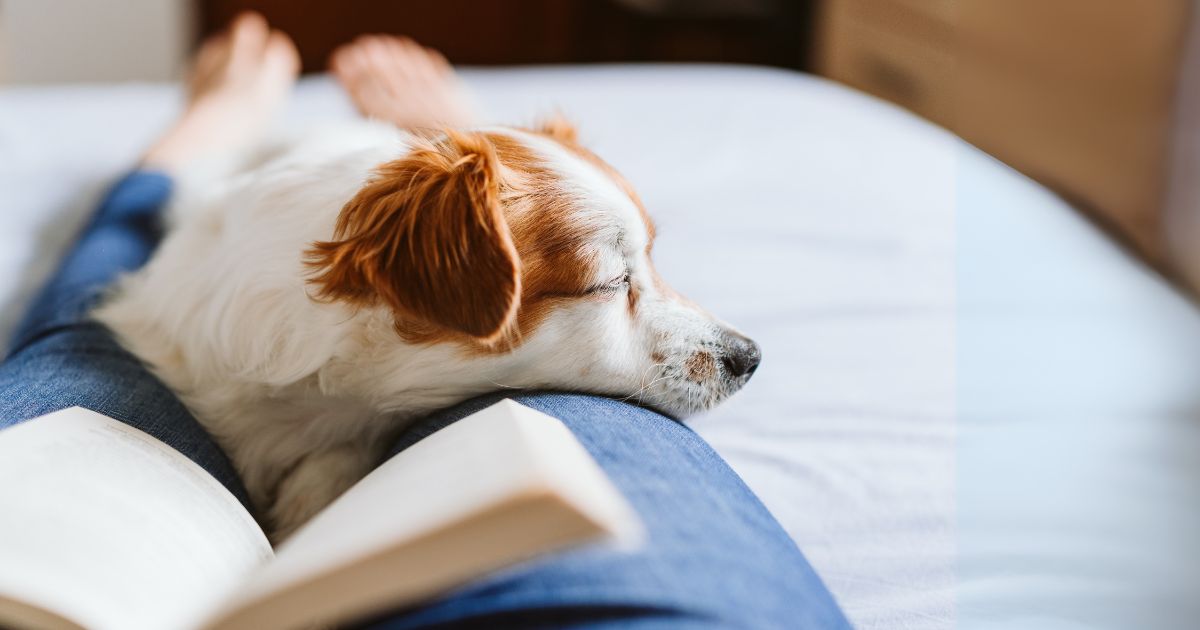ペットの霊はそばにいる?亡くなったペットが会いに来る瞬間とは