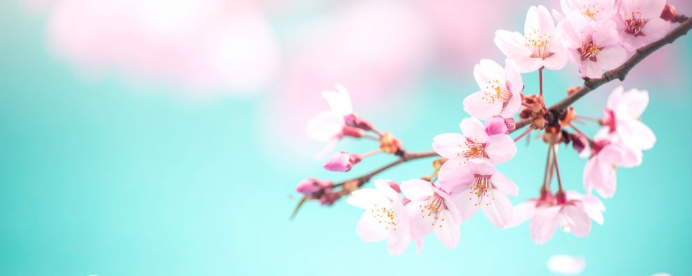 ユタとイタコの違いを理解して自分に合う選択を