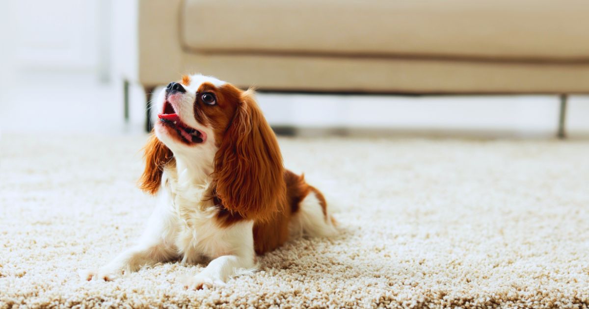 20年越しのペットロスが霊視で癒された｜僕自身の体験談